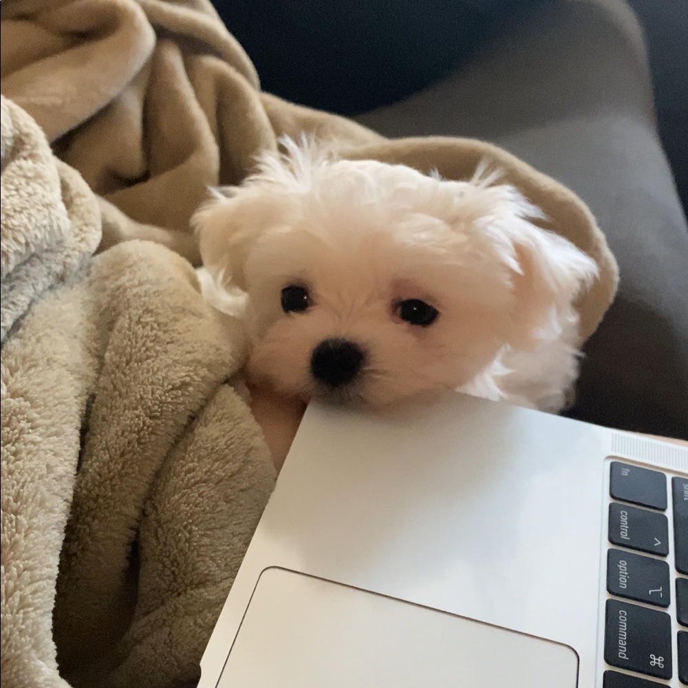 Meet your Posher, Annie